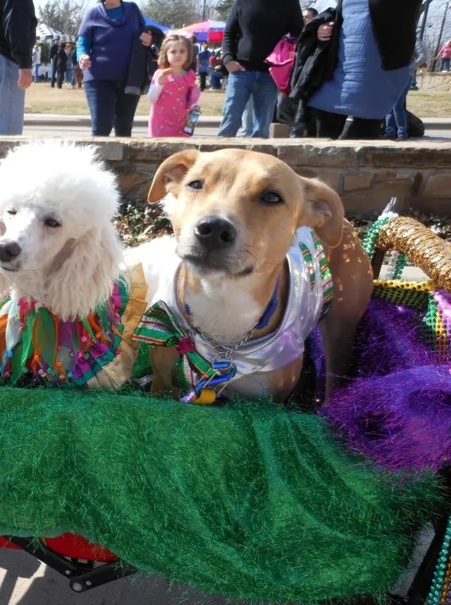 Dogs in a decorated wagon at the Krewe of Barkus parade